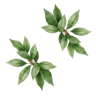 feuille available