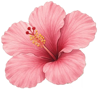 new hibiscus