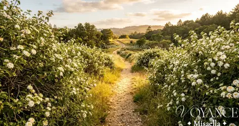 L'abre camino, ou « open road », herbe caribéenne qui ouvre les chemins : origines, lien avec Eleguá, usages en Santería et hoodoo, rituels et précautions.