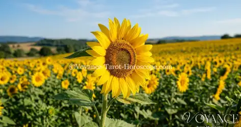 Les vertus ésotériques du tournesol : fleur solaire de la joie, de la loyauté et de la vitalité. Symbolique, usages en magie verte et rituel de lumière.